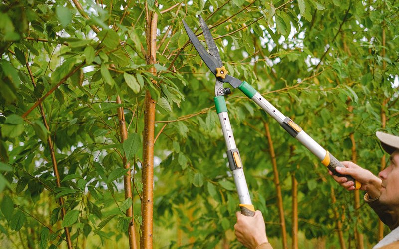 Tree trimming in Redmond, UT